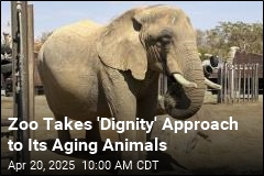 At Spanish Zoo, the Elephants Get Pedicures